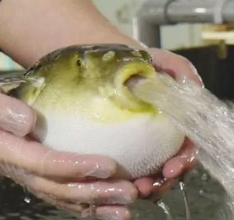 ふぐう